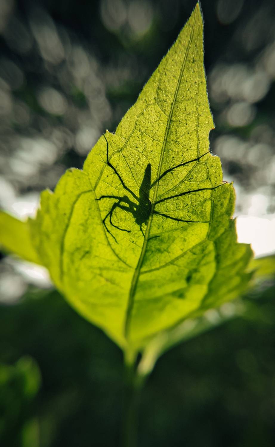Photo #11033284