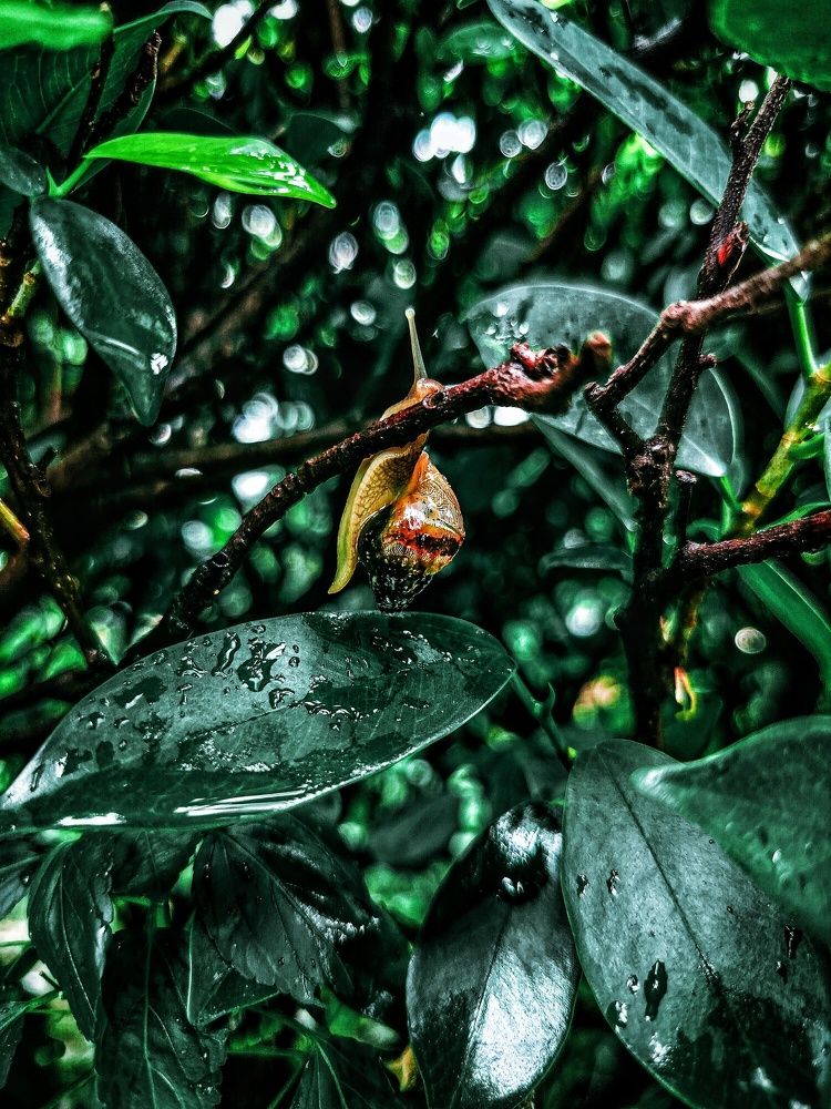 Serenity in the Rainforest