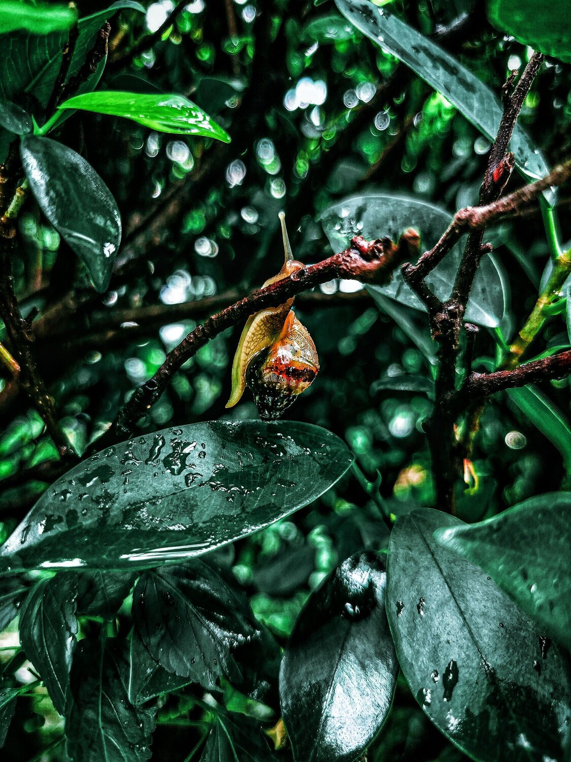 Serenity in the Rainforest