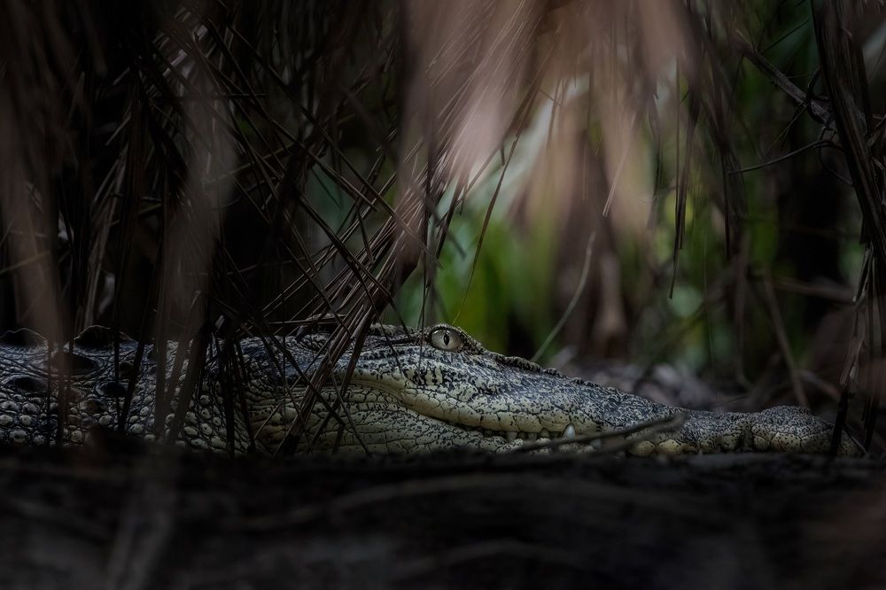 You are being watched