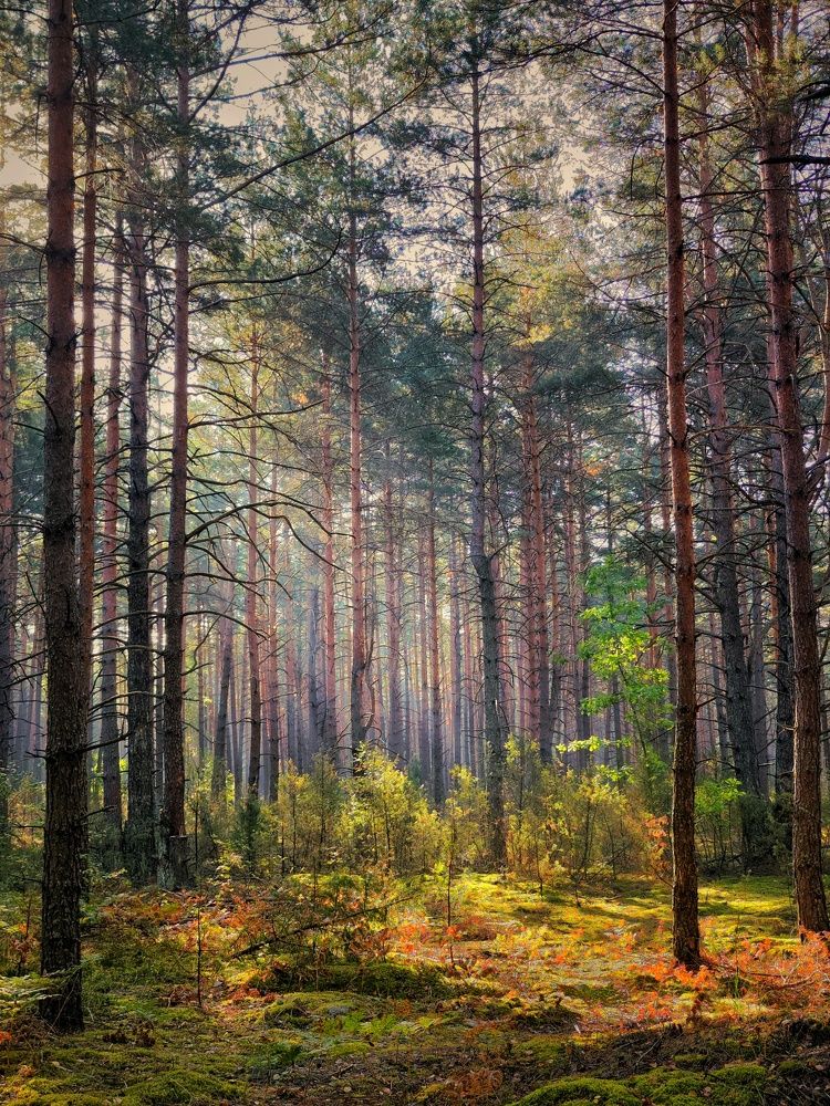 Photograph by Елена Кошелева