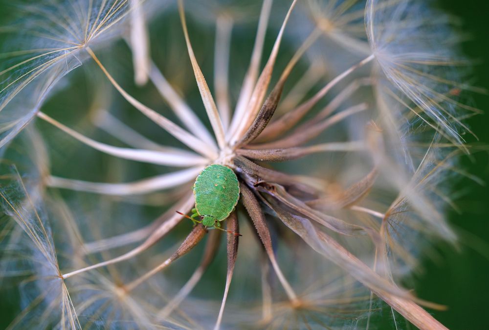 This Green Shield Bug is the king of his castle