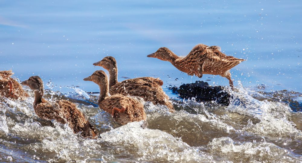 The ducklings are racing across the water