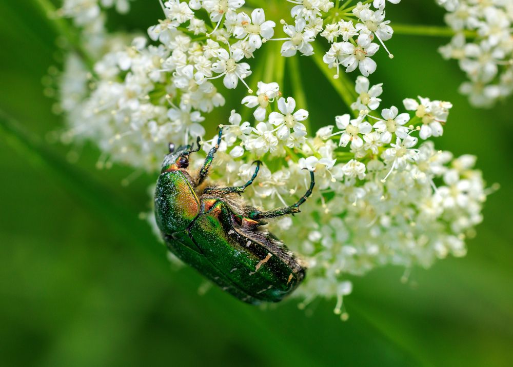 Green rose chafer