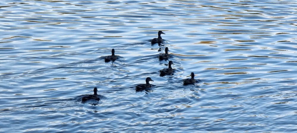 Photograph by Дмитрий Коршак