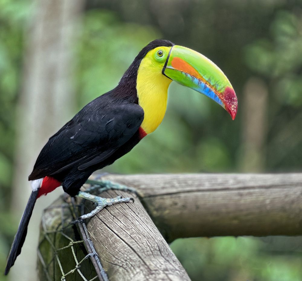 Keel-billed toucan