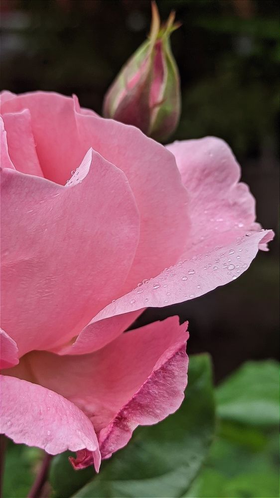 Фотография автора Васильева Ирина