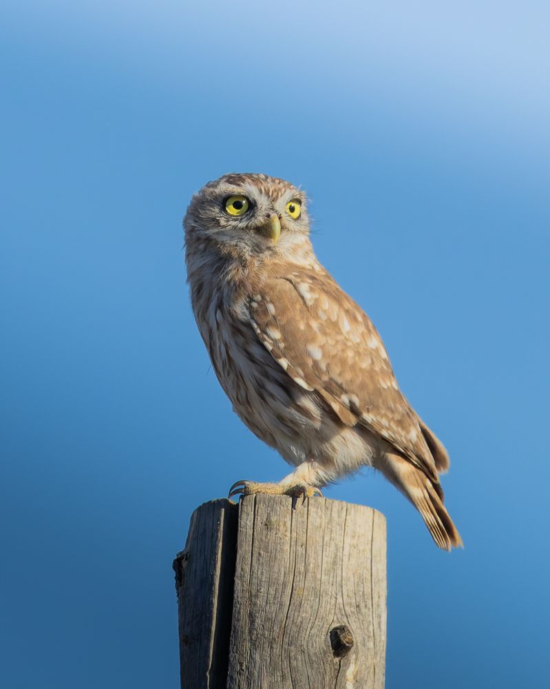 Домовой Сыч