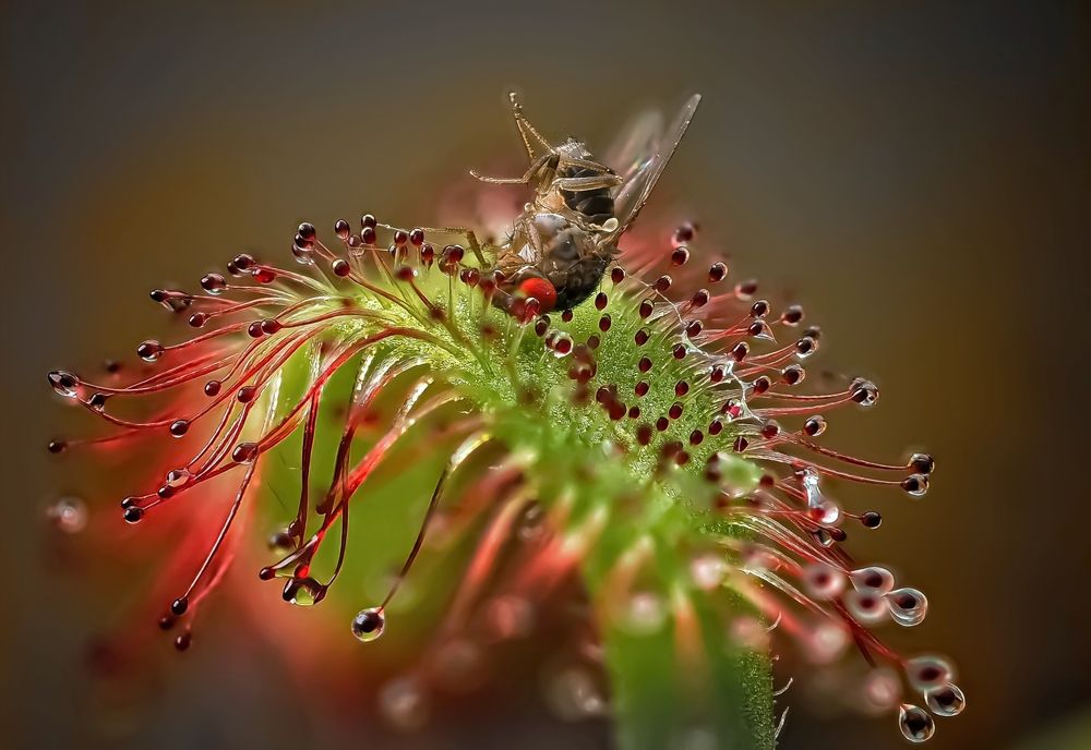 Росянка охотится