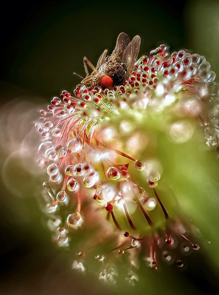 Хищное растение