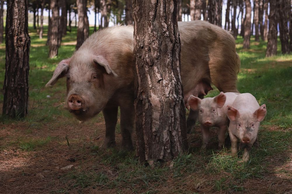 Photograph by Дарья Попова