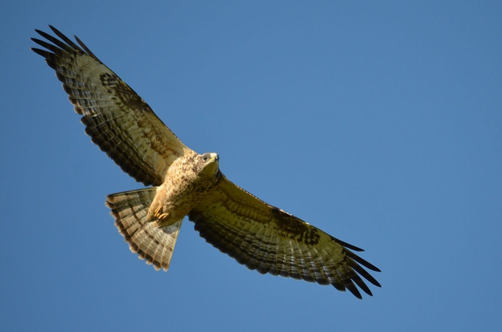 Photograph by Галина Катанова