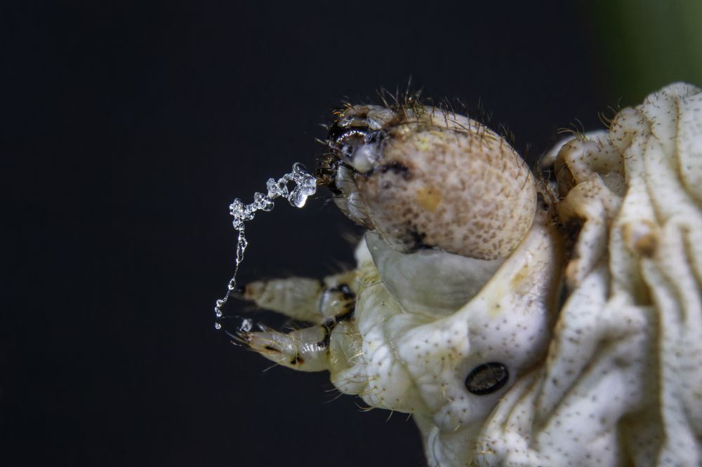 Photograph by Raúl Navarro González