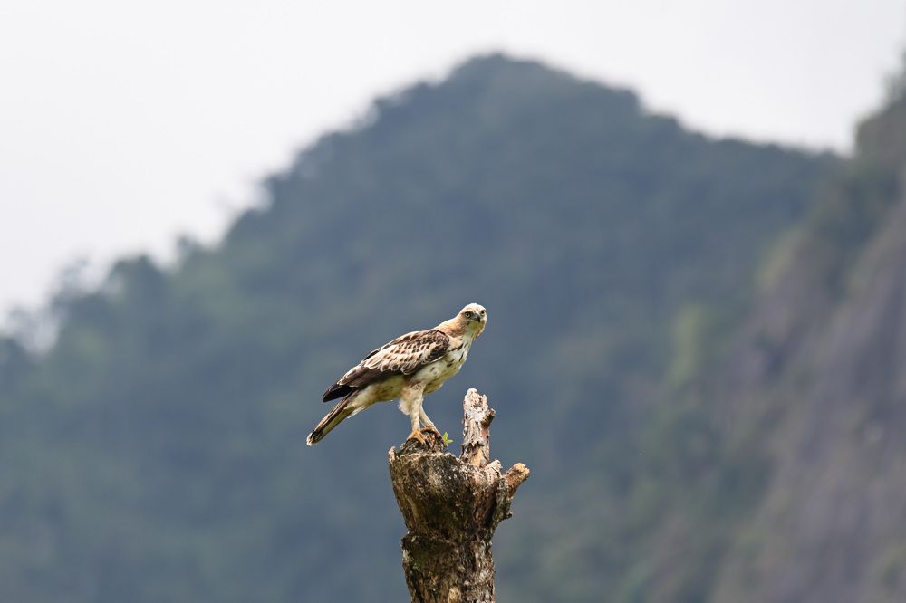 Photograph by Shirley irantha Sooriyaarachchi