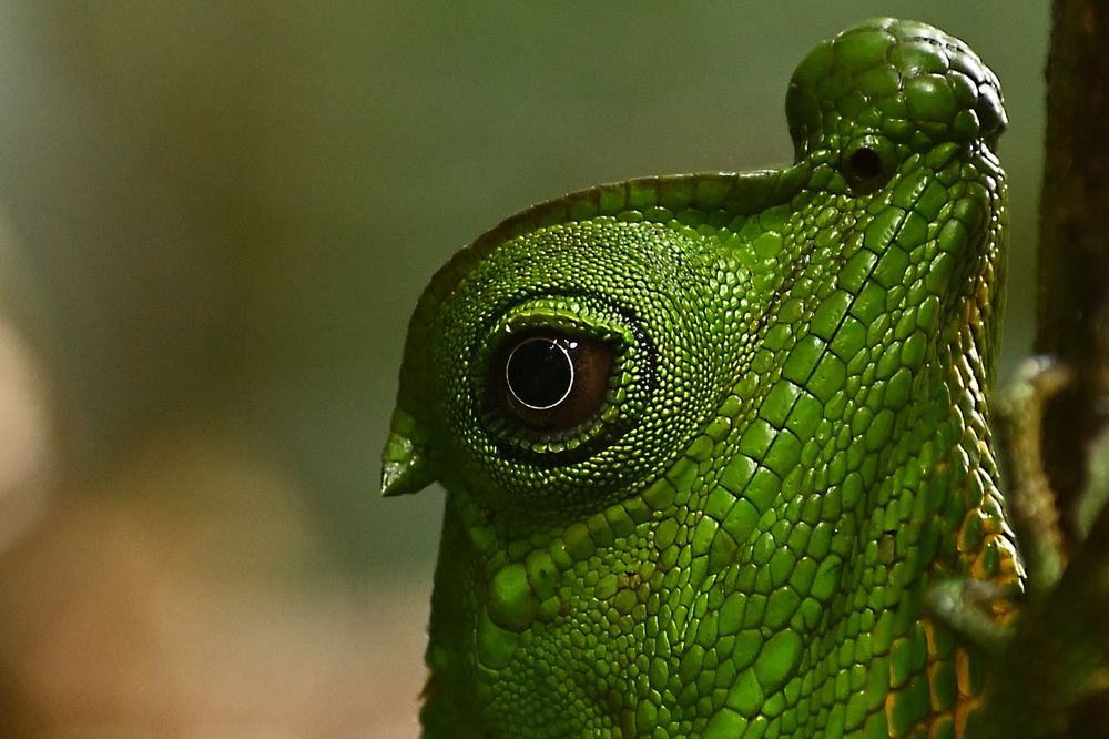 Photograph by Shirley irantha Sooriyaarachchi