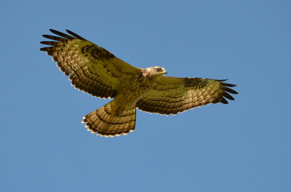 Photograph by Галина Катанова