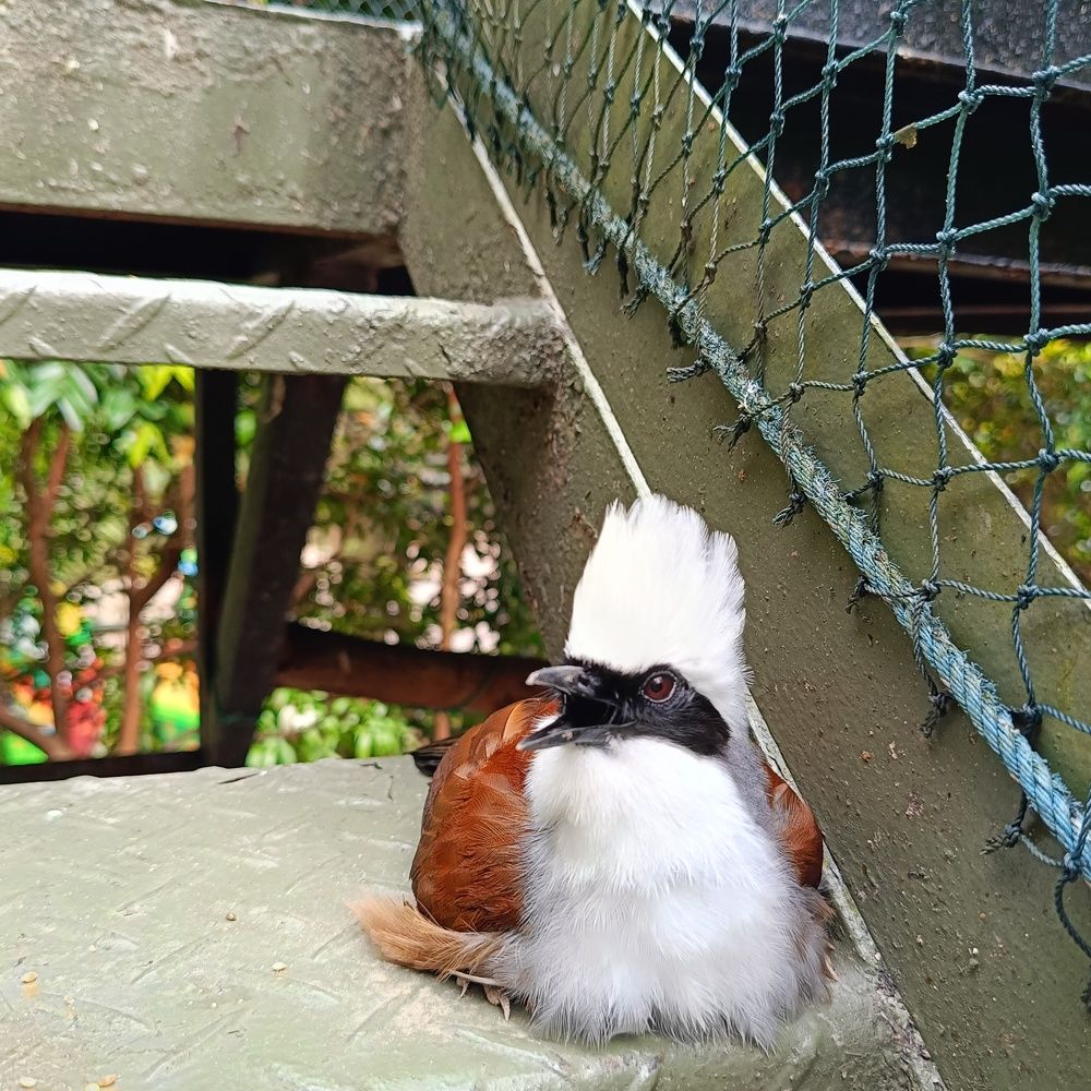 White-crested laughingthrush