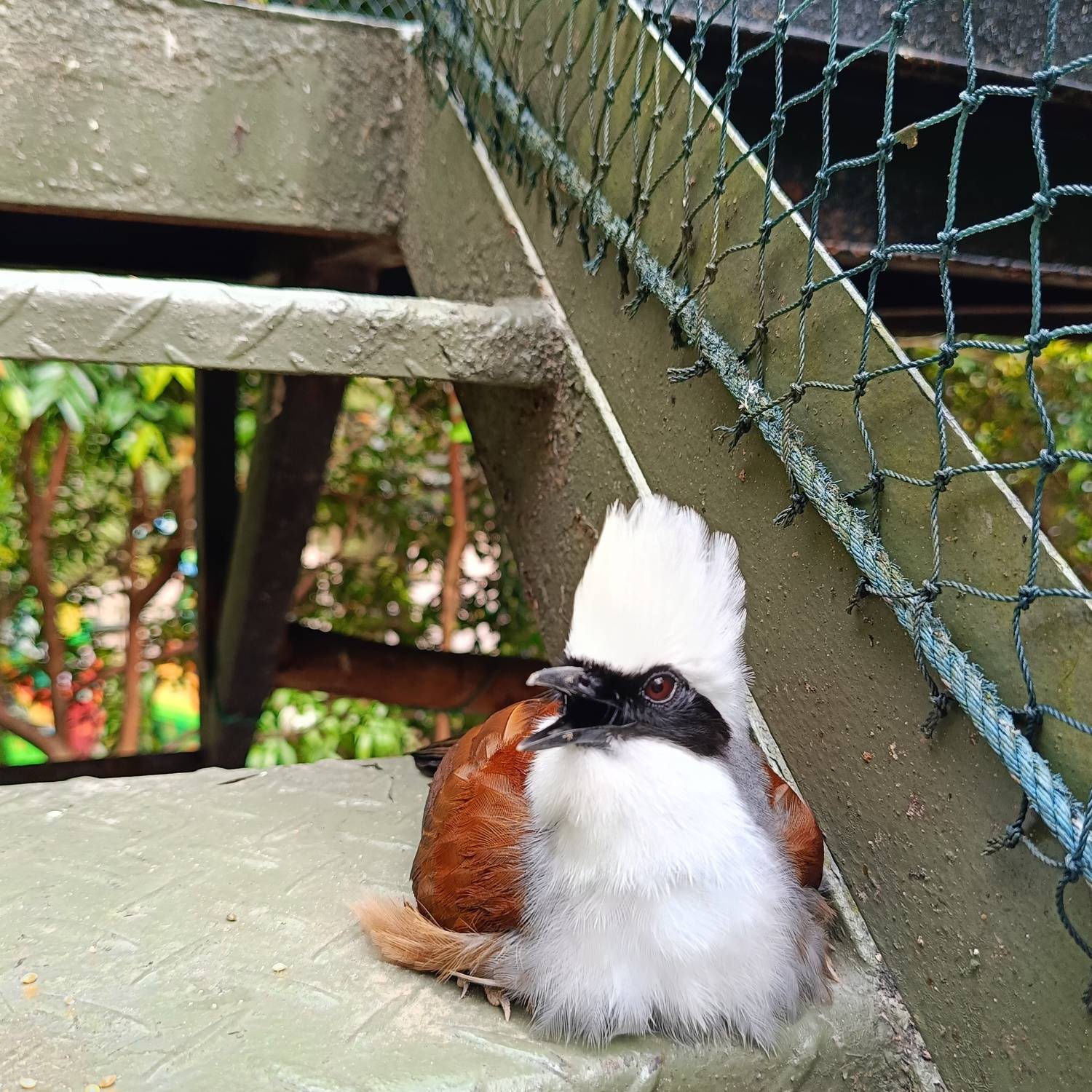 White-crested laughingthrush