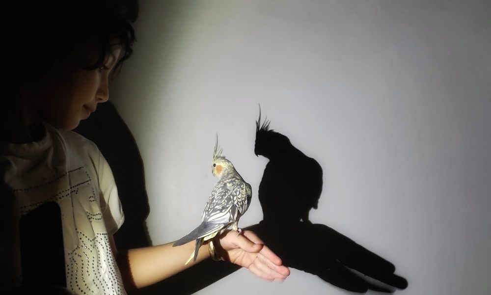 Фотография автора Mahdi Hosseini Kia