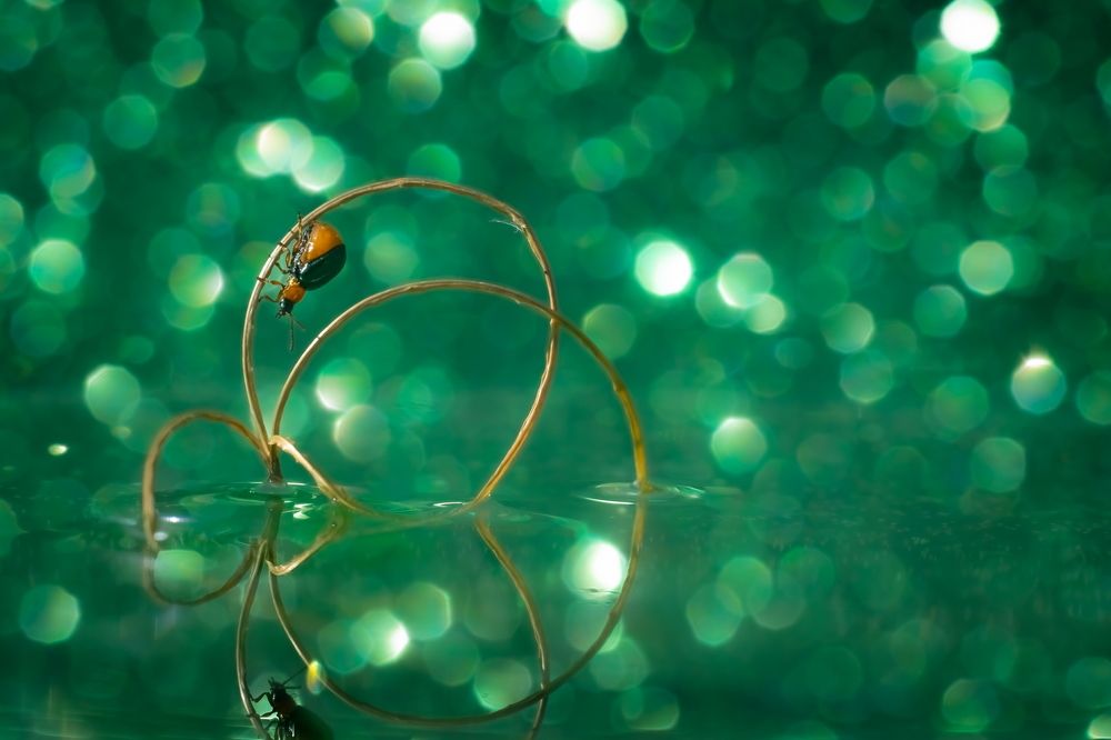 Photograph by Николай Фонарёв