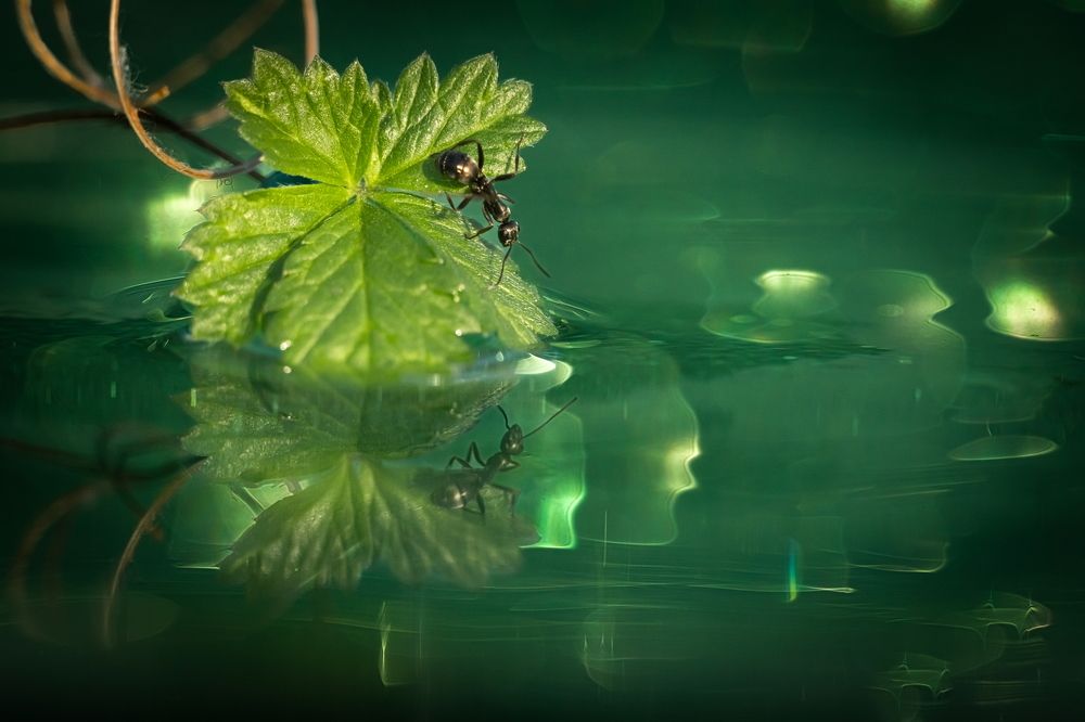 Photograph by Николай Фонарёв