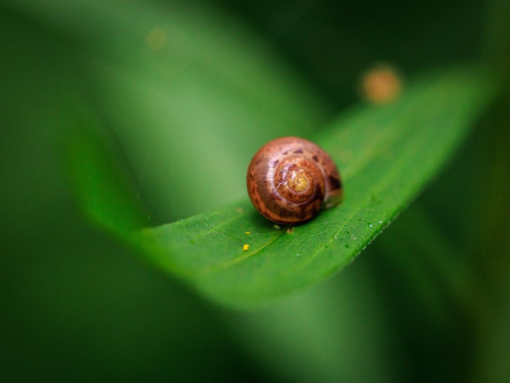 Mysterious Helix pomatia Shell