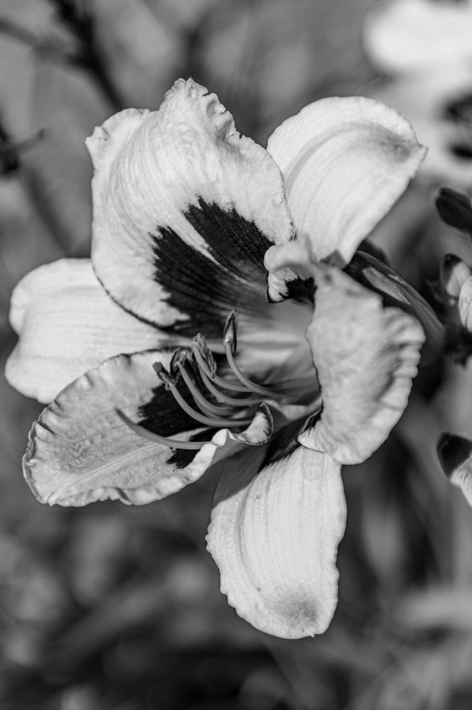 Photograph by Сергей Аникушин