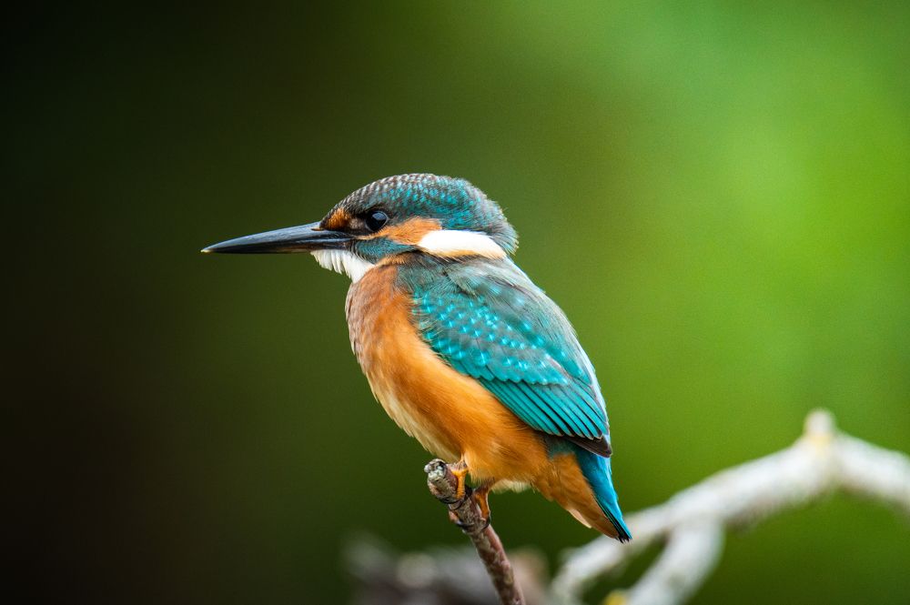 Photograph by Рамзан Давлетмирзаев