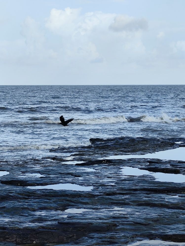 Photo #11036174