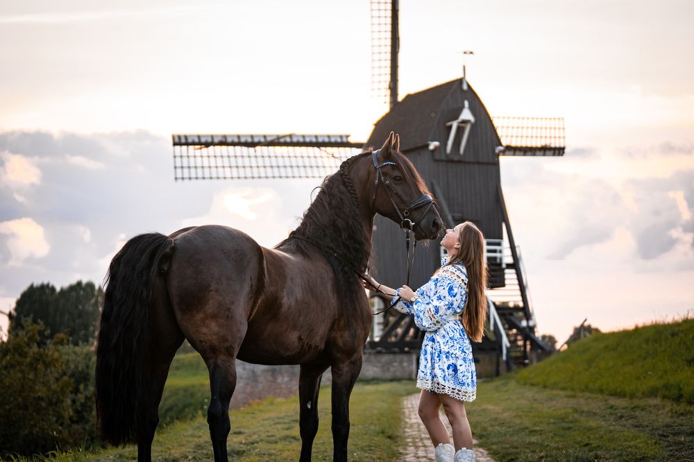 A Friesian Horse by the Windmill