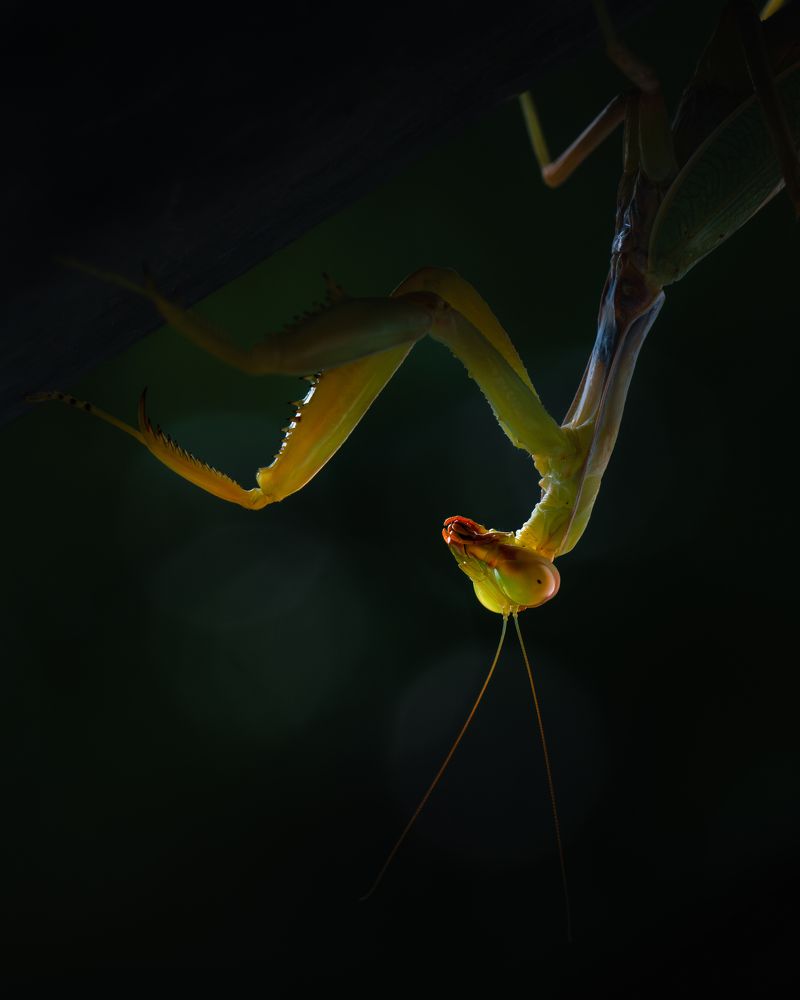 European mantis