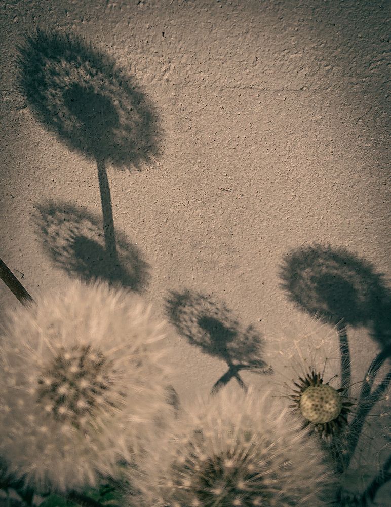 Фотография автора Elena Ku