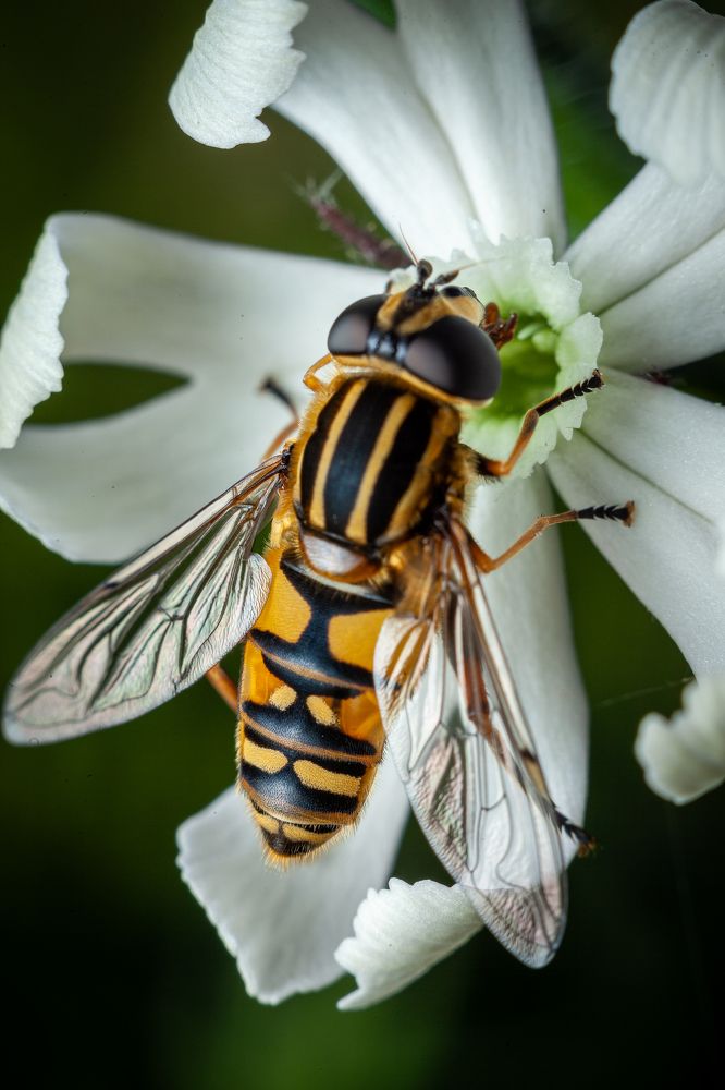 Фотография автора Игорь Васильев