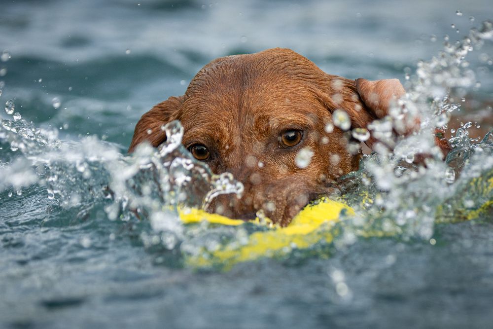 Фотография автора Krisztián Csalami