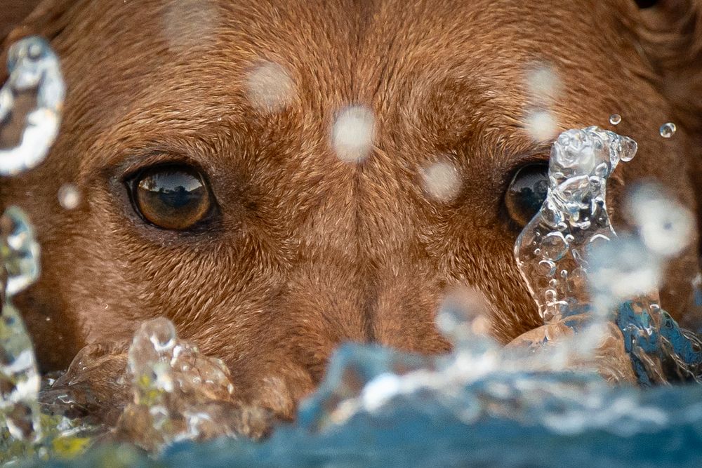 Photograph by Krisztián Csalami