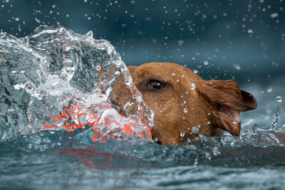 Photograph by Krisztián Csalami