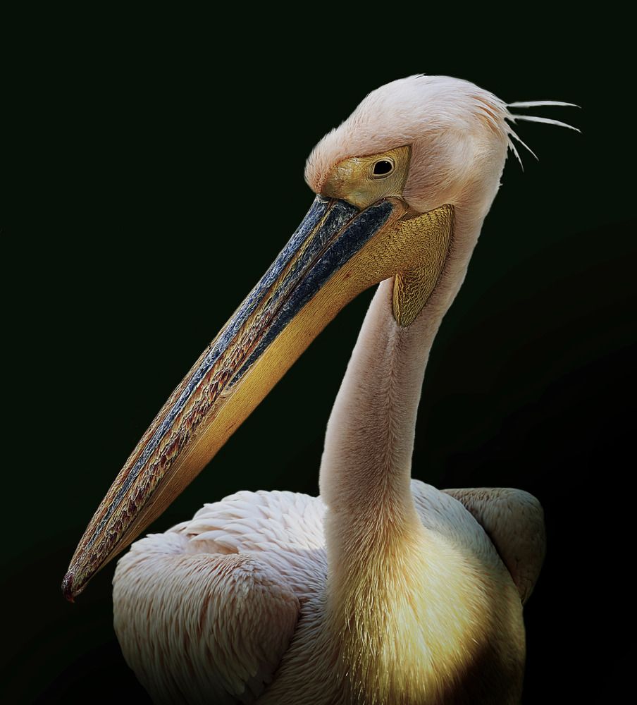 Photograph by Raed Victor Saad