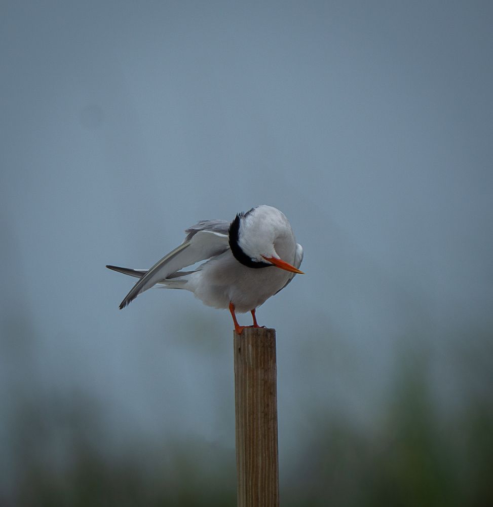 Photograph by Ethan Williams