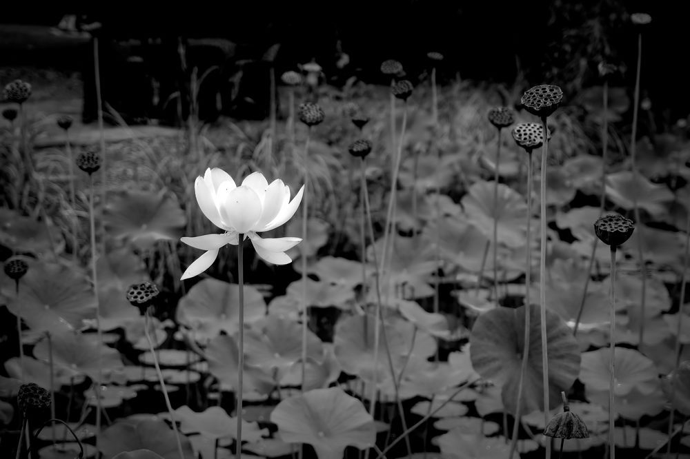 Photograph by Oleg Chemodanov