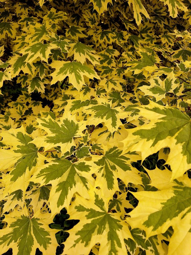 Photograph by Елена Петрова