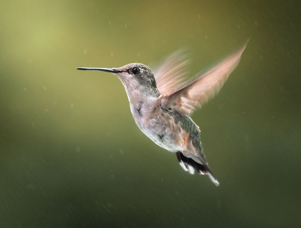 Photograph by Atul Saluja