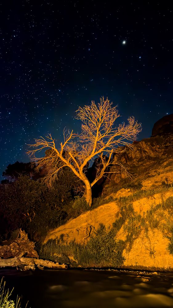 Одинокое высохшее дерево на фоне звездного неба