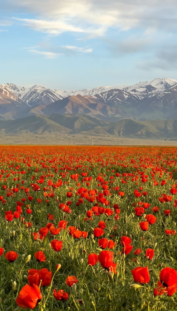 Маковое поле