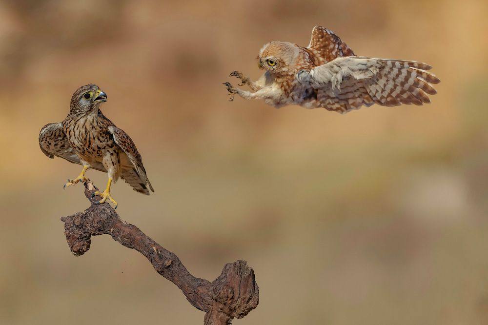 Фотография автора David Manusevich