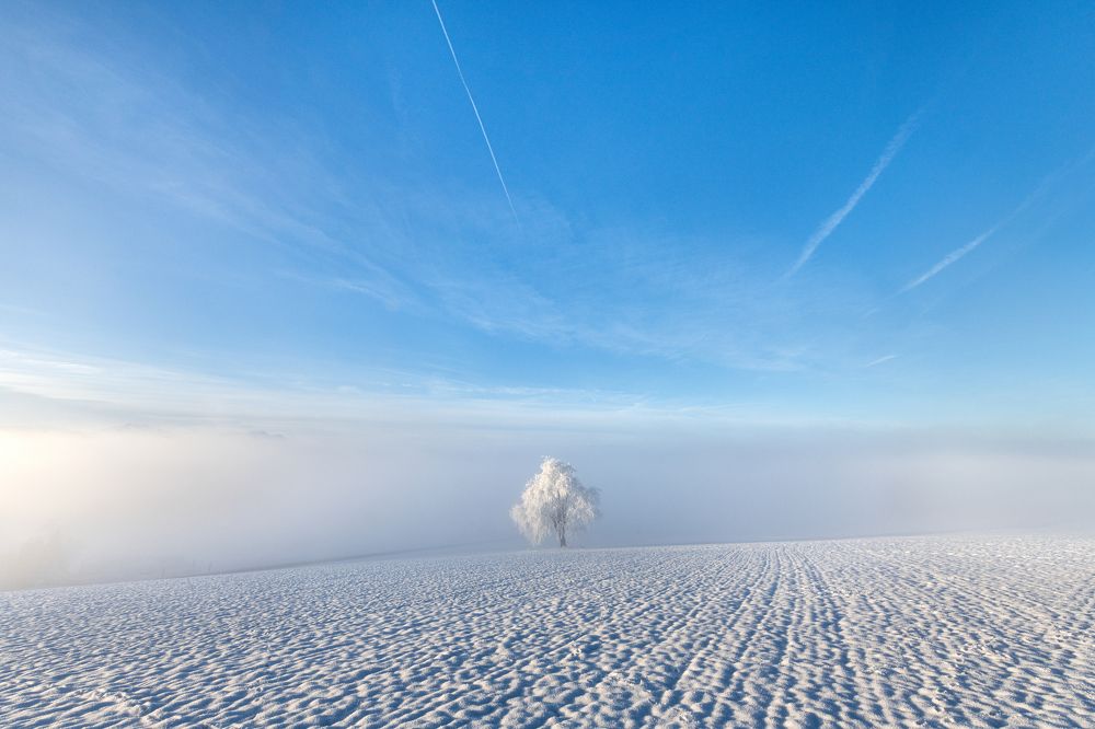 Lone tree in the morning mist