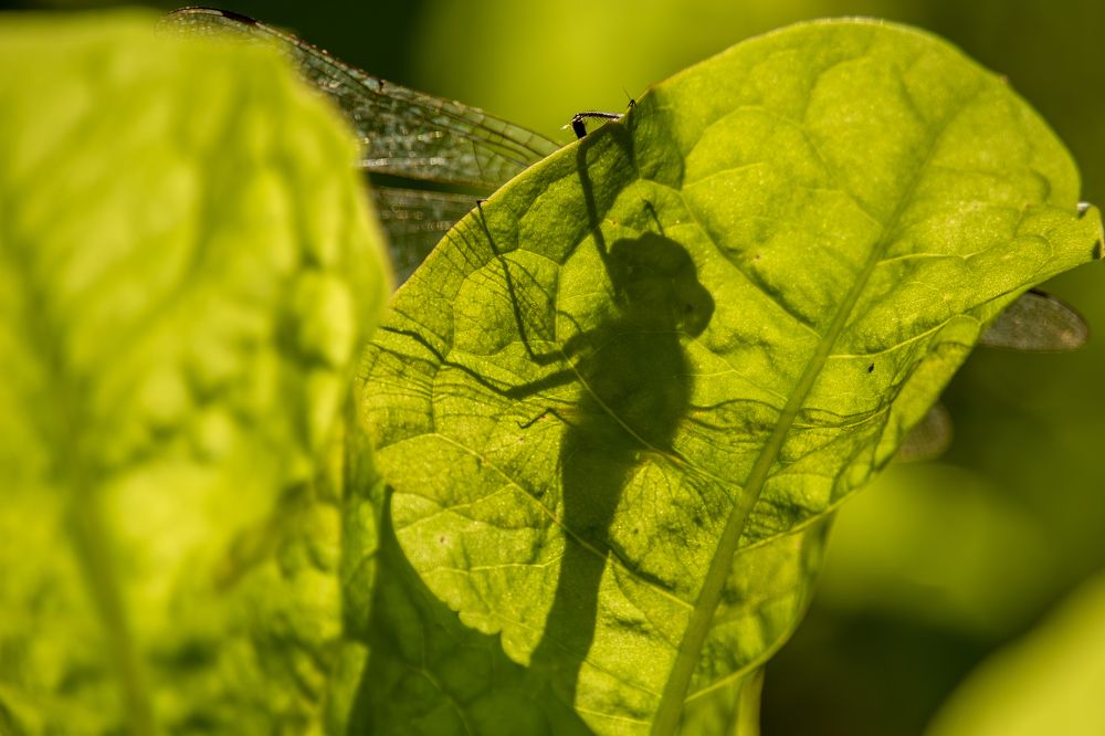 Photograph by Юлия Куликова