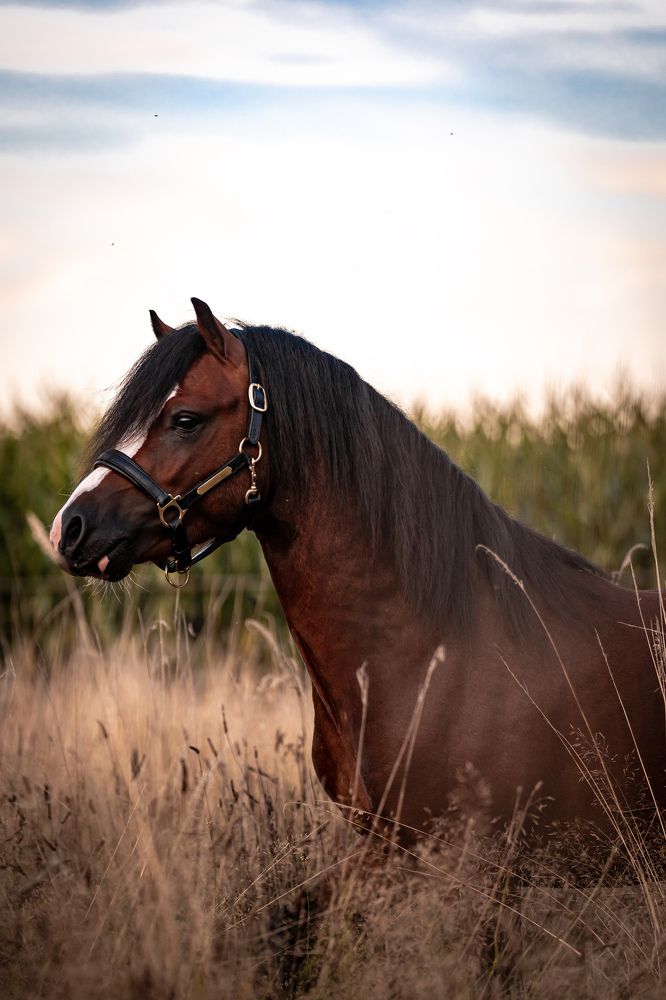 Small pony in a high field