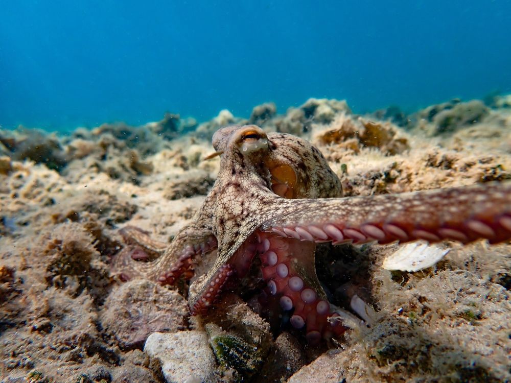 Underwater life selfie