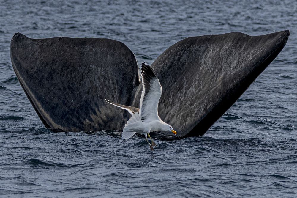 Фотография автора Sergio Molfino