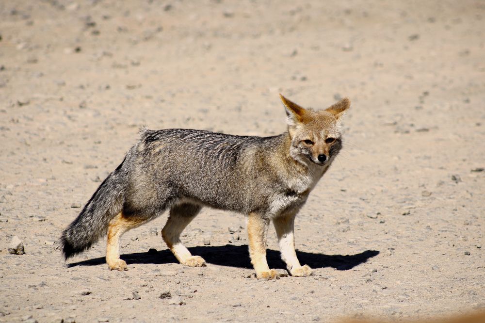 Photograph by Gonzalo Jorge Eduardo MARÓN